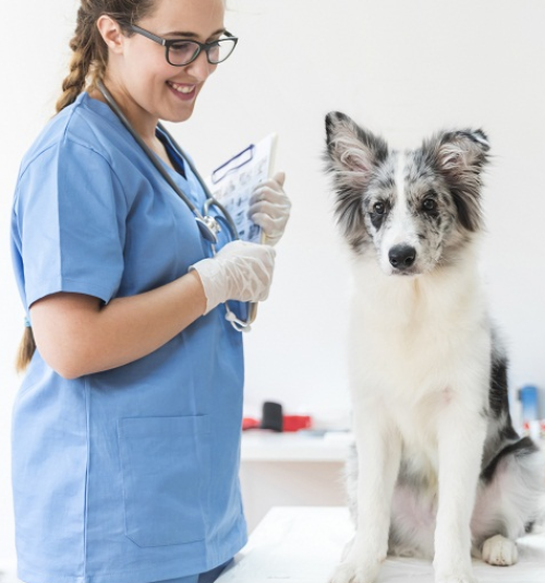 SAÚDE PÚBLICA APLICADA A MEDICINA VETERINÁRIA