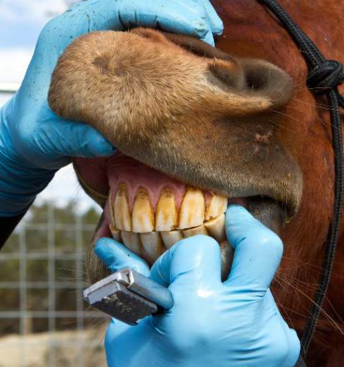 CLÍNICA E ODONTOLOGIA DE EQUINOS