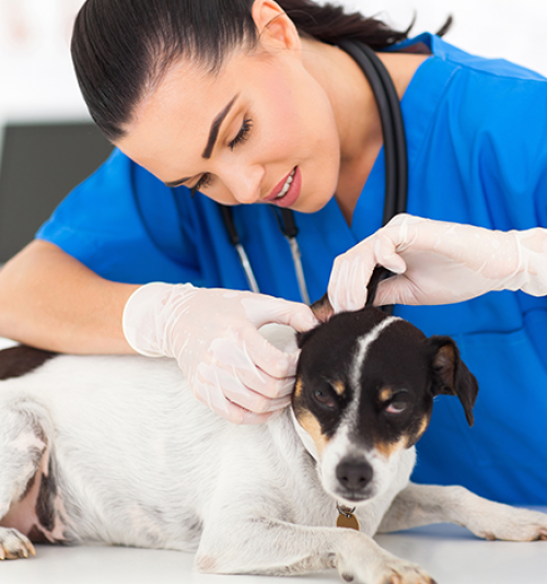 TRATAMENTO CIRÚRGICO E DE FERIDAS EM CÃES E GATOS