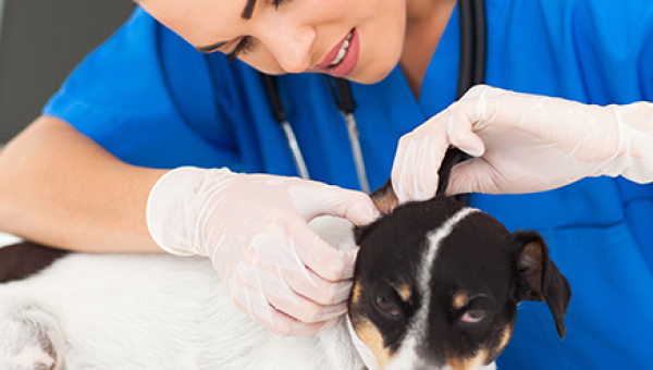 TRATAMENTO CIRÚRGICO E DE FERIDAS EM CÃES E GATOS