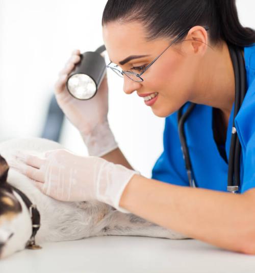 DERMATOLOGIA EM CÃES E GATOS