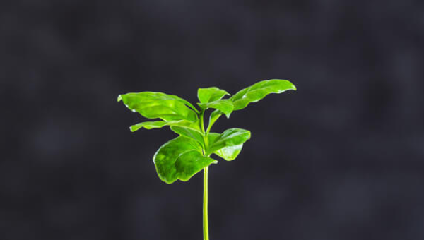 GESTÃO E EDUCAÇÃO AMBIENTAL