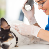 ESTUDOS EM DERMATOLOGIA VETERINÁRIA