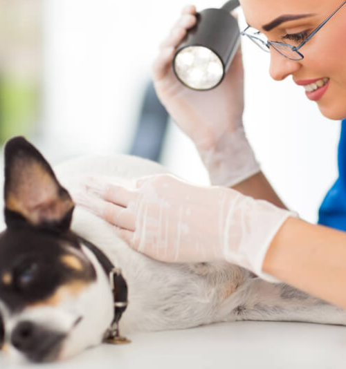 ESTUDOS EM DERMATOLOGIA VETERINÁRIA