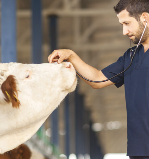 INSPEÇÃO VETERINÁRIA