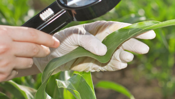 MANEJO DE PRAGAS EM CULTURAS AGRÍCOLAS