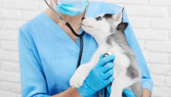 ESPECIALIZAÇÃO EM MEDICINA VETERINÁRIA