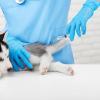 ANESTESIA VETERINÁRIA, DOR E CUIDADOS PALIATIVOS