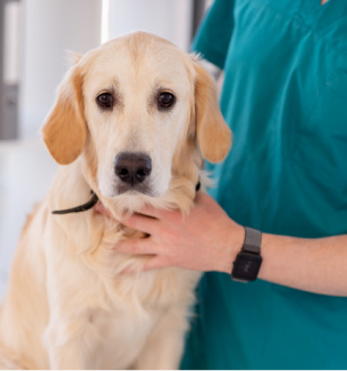 ONCOLOGIA VETERINÁRIA DE PEQUENOS ANIMAIS